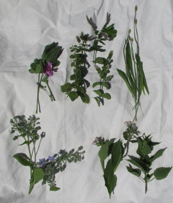 Une collection de plantes sur un drap blanc : mauve, menthes, plantain lancéolé, bourrache, consoude, ortie